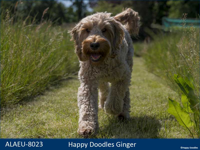 labradoodle-ginger-1