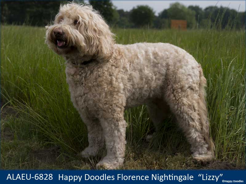 labradoodle-lizzy