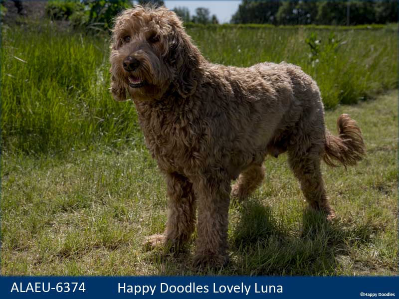 labradoodle-luna