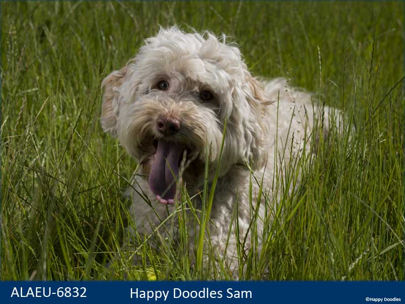 australian-labradoodle-sam