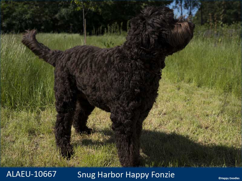 labradoodle-fonzie