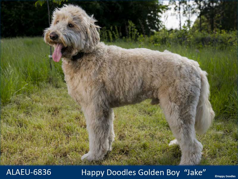 labradoodle jake 1