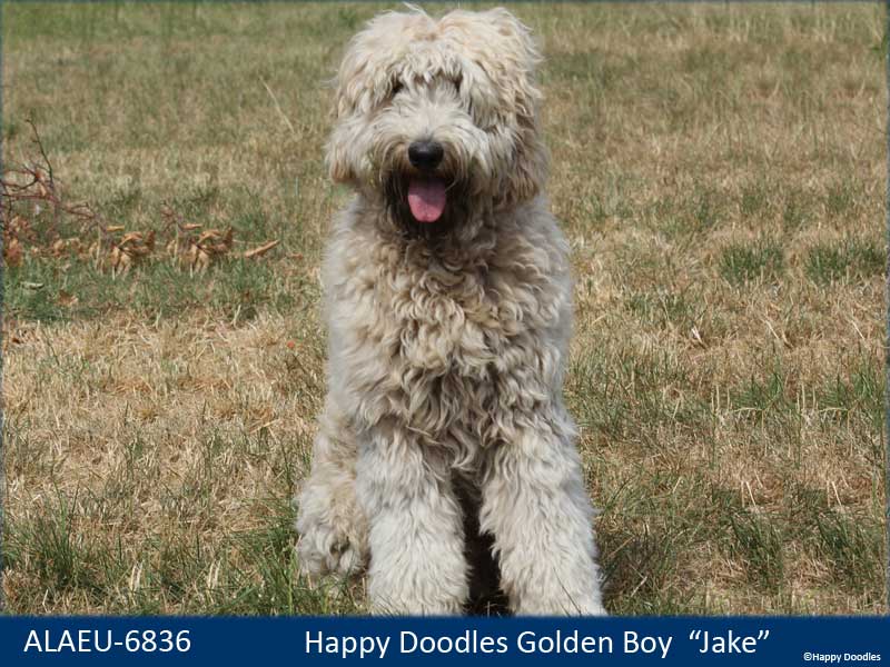 labradoodle-jake