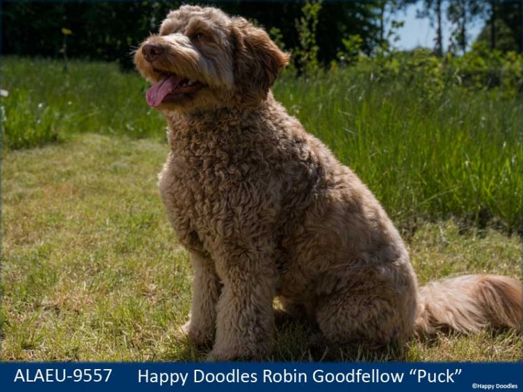 labradoodle-puck-01