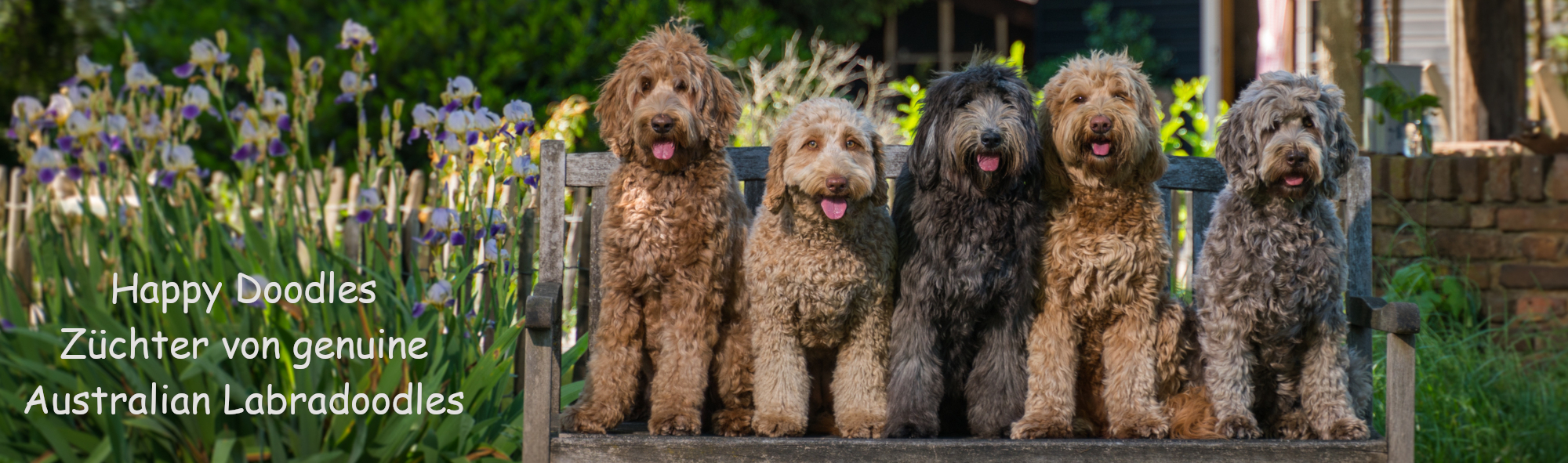 Happy Doodles: Zuchter von Australian Labradoodles