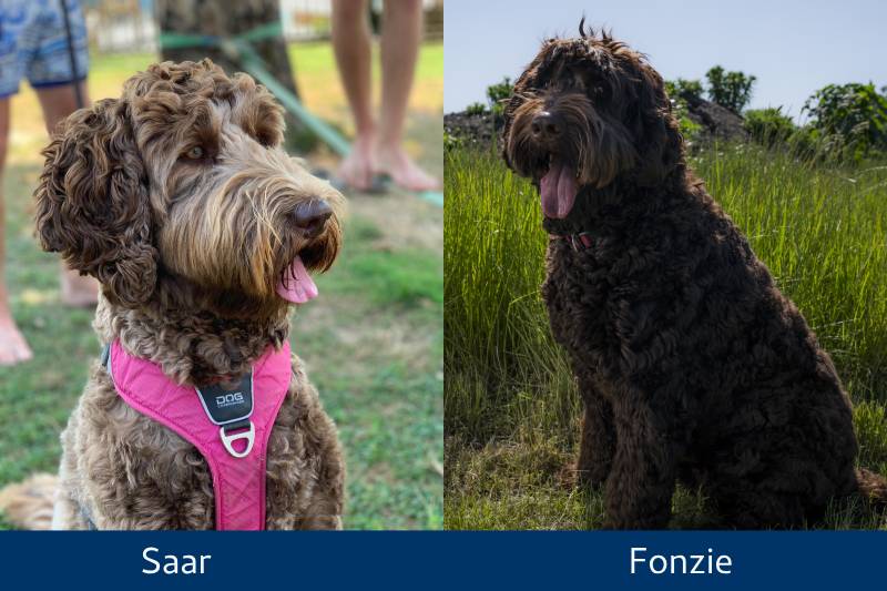 saar fonzie