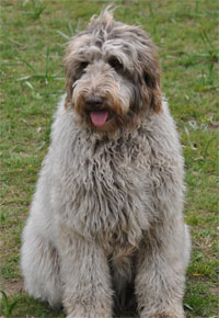 curly fleece labradoodle kaydee