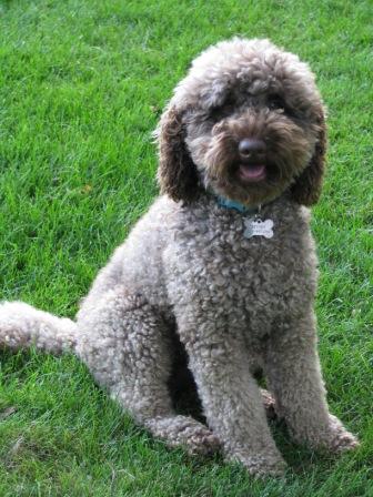 curly-labradoodle2