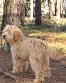 labradoodle-apricot