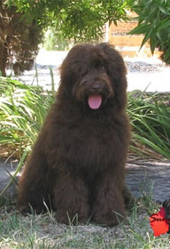 labradoodle-chocolate