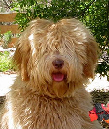 labradoodle-gold