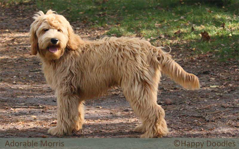 labradoodle-morris