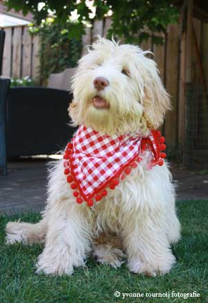 labradoodle Pebbles