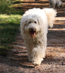 labradoodle-weiss