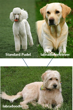 normal-labradoodle