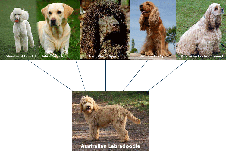 what-is-australian-labradoodle